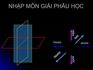 NHẬP MÔN GIẢI PHẪU HỌC




                           TRÊN
                                  SAU

            TRONG                       NGOÀI



                       C
                   Ớ
              RƯ




                           DƯỚI
             T
 