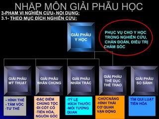 NHẬP CỨU- NỘI DUNG: PHẪU HỌC
3-PHẠM VI NGHIÊN
                 MÔN GIẢI
3.1- THEO MỤC ĐÍCH NGHIÊN CỨU:


                                            PHỤC VỤ CHO Y HỌC
                            GIẢI PHẪU
                                            TRONG NGHIÊN CỨU,
                              Y HỌC
                                            CHẨN ĐOÁN, ĐIỀU TRỊ
                                            CHĂM SÓC




                                            GIẢI PHẪU
  GIẢI PHẪU    GIẢI PHẪU     GIẢI PHẪU                    GIẢI PHẪU
                                             THỂ DỤC
  MỸ THUẬT    NHÂN CHỦNG    NHÂN TRẮC                     SO SÁNH
                                            THỂ THAO



 - HÌNH THỂ   -ĐẶC ĐIỂM    -TỶ LỆ        -CHỨCNĂNG      TÌM QUI LUẬT
 - TẦM VÓC     CHỦNG TỘC   -KÍCH THƯỚC   -HÌNH THÁI     TIẾN HÓA
 -TƯ THẾ      -DI CỐT CỔ   -MỐI TƯƠNG    CƠ QUAN
              -TIẾN HÓA,   QUAN          VẬN ĐỘNG
              NGUỒN GỐC
 