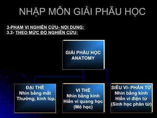 NHẬP MÔN GIẢI PHẪU HỌC
3-PHẠM VI NGHIÊN CỨU- NỘI DUNG:
3.2- THEO MỨC ĐỘ NGHIÊN CỨU:



                       GIẢI PHẪU HỌC
                       GIẢI PHẪU HỌC
                          ANATOMY
                         ANATOMY




       ĐẠI THỂ                              SIÊU VI- PHÂN TỬ
                                           SIÊU VI- PHÂN TỬ
                             VI THỂ
                             VI THỂ
    Nhìn bằng mắt                             Nhìn bằng kính
                                             Nhìn bằng kính
                         Nhìn bằng kính
                        Nhìn bằng kính
   Thường, kính lúp.                          Hiển vi điện tử
                                              Hiển vi điện tử
                       Hiển vi quang học
                       Hiển vi quang học    (Sinh học phân tử)
                                           (Sinh học phân tử)
                            (Mô học)
                           (Mô học)
 