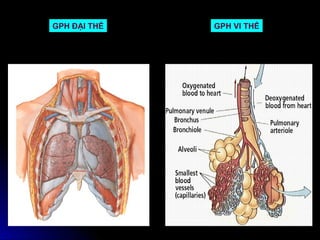 GPH ĐẠI THỂ   GPH VI THỂ
 