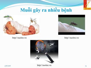 Muỗi gây ra nhiều bệnh
14
http//:tuoitre.vn http//:tuoitre.vn
3/16/2016 http//:tuoitre.vn
 