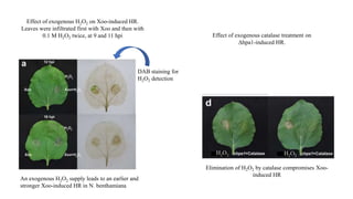 Dab H2o2 Genetic and Molecular basis of Non-Host Resistance | PPTX