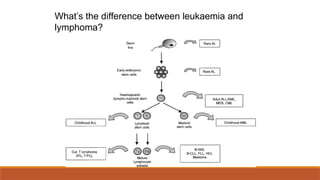 What’s the difference between leukaemia and
lymphoma?
 