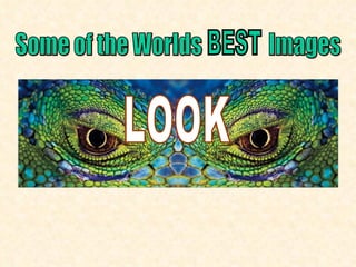 LOOK Some of the Worlds  Images BEST 