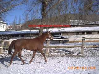 HOTZA SENTIARAZI EGITEN NAHU . 