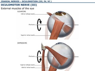 The physiology and pathology of cranial nerves I-VI | PPT