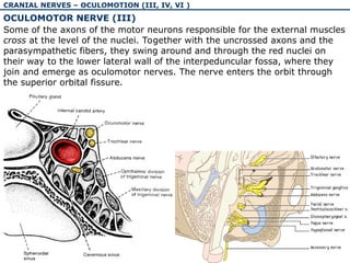 The physiology and pathology of cranial nerves I-VI | PPT