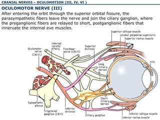 The physiology and pathology of cranial nerves I-VI | PPT