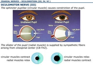 The physiology and pathology of cranial nerves I-VI | PPT