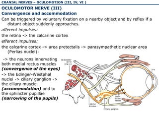 The physiology and pathology of cranial nerves I-VI | PPT