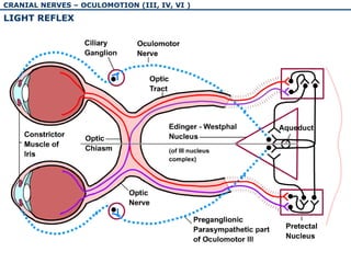 The physiology and pathology of cranial nerves I-VI | PPT