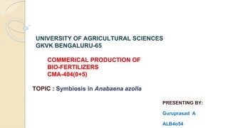 UNIVERSITY OF AGRICULTURAL SCIENCES
GKVK BENGALURU-65
COMMERICAL PRODUCTION OF
BIO-FERTILIZERS
CMA-404(0+5)
TOPIC : Symbiosis in Anabaena azolla
PRESENTING BY:
Guruprasad A
ALB4o54
 