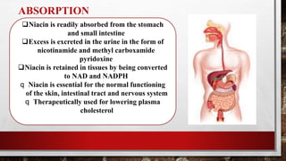 ABSORPTION
Niacin is readily absorbed from the stomach
and small intestine
Excess is excreted in the urine in the form of
nicotinamide and methyl carboxamide
pyridoxine
Niacin is retained in tissues by being converted
to NAD and NADPH
q Niacin is essential for the normal functioning
of the skin, intestinal tract and nervous system
q Therapeutically used for lowering plasma
cholesterol
 