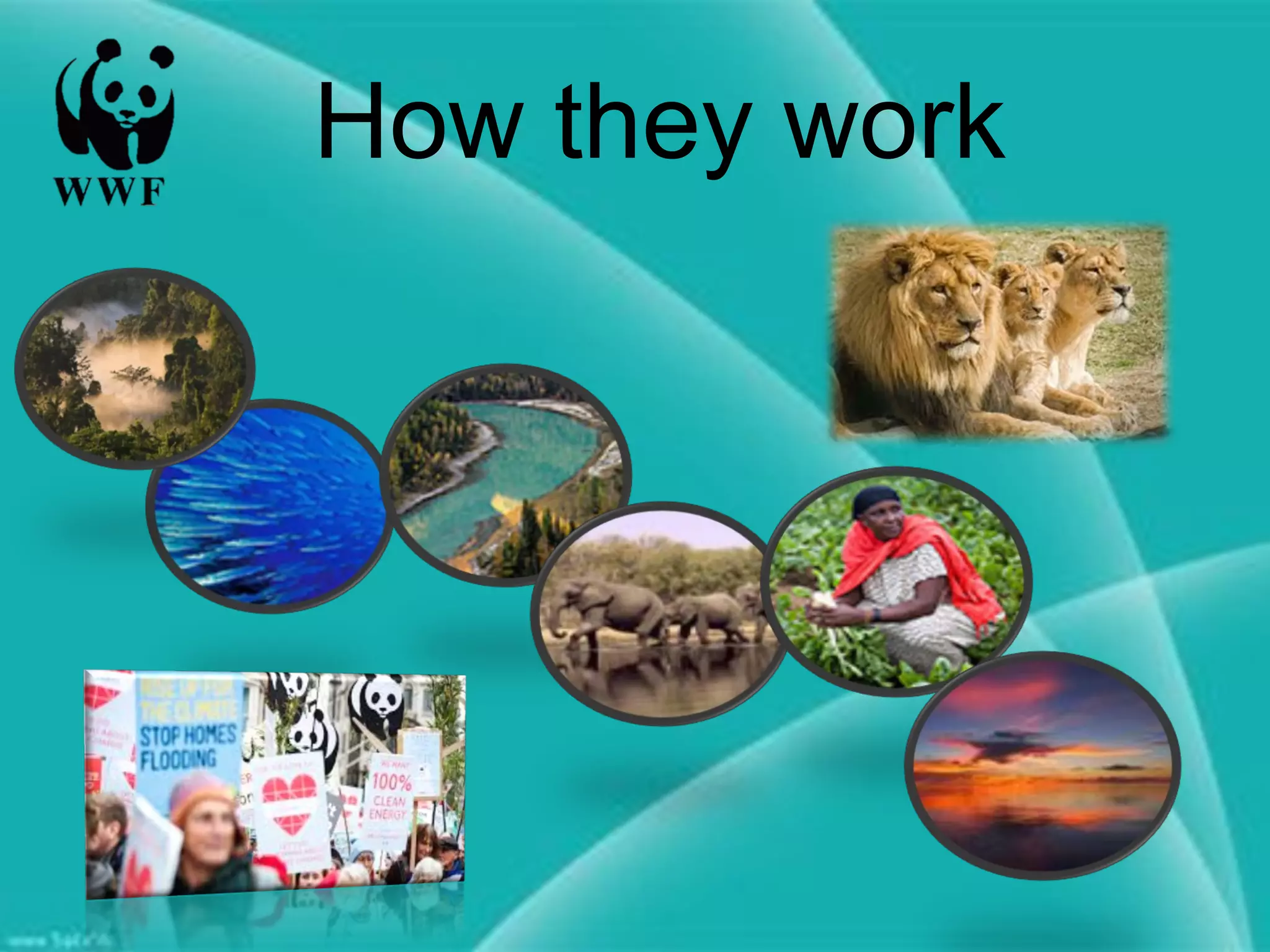 World Wildlife Fund'S Tori Page: Leading Forest Conservation - uycip8m