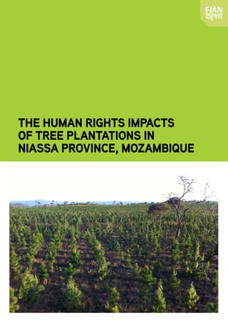 THE HUMAN RIGHTS IMPACTS
OF TREE PLANTATIONS IN
NIASSA PROVINCE, MOZAMBIQUE
 