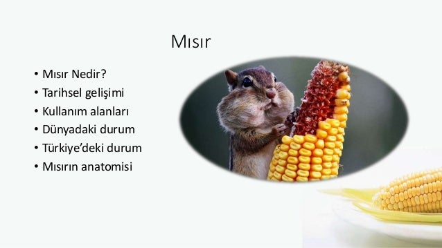 Mısırın kullanım alanları Mısırın kullanım alanları