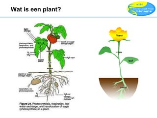 Wat is een plant? 