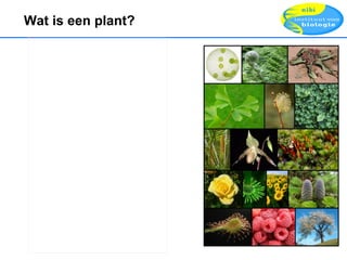 Wat is een plant? Figure 1 : Phylogenetic relationships of Olacaceae based on anatomical and morphological characters. Num...