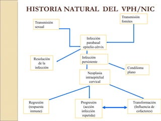 HISTORIA NATURAL  DEL  VPH/NIC Transmisión sexual Transmisión fomites Infección parabasal epitelio cérvix Condiloma plano Neoplasia intraepitelial cervical Regresión (respuesta inmune) Progresión (acción infección  repetida) Transformación (Influencia de cofactores) Infección persistente Resolución de la infección 