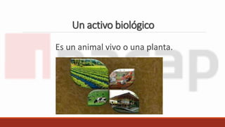 Un activo biológico
Es un animal vivo o una planta.
 