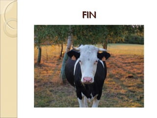 FIN 