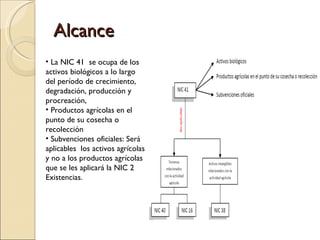 Alcance La NIC 41  se ocupa de los activos biológicos a lo largo del período de crecimiento, degradación, producción y procreación,  Productos agrícolas en el punto de su cosecha o recolección Subvenciones oficiales: Será aplicables  los activos agrícolas y no a los productos agrícolas que se les aplicará la NIC 2 Existencias. 