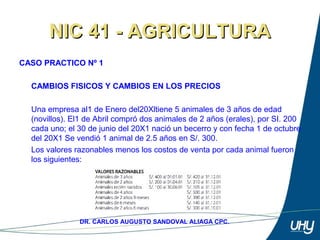 77
DR. CARLOS AUGUSTO SANDOVAL ALIAGA CPC.
NIC 41 - AGRICULTURANIC 41 - AGRICULTURA
CASO PRACTICO Nº 1
 
CAMBIOS FISICOS Y CAMBIOS EN LOS PRECIOS
 
Una empresa al1 de Enero del20Xltiene 5 animales de 3 años de edad 
(novillos). El1 de Abril compró dos animales de 2 años (erales), por SI. 200 
cada uno; el 30 de junio del 20X1 nació un becerro y con fecha 1 de octubre 
del 20X1 Se vendió 1 animal de 2.5 años en S/. 300. 
Los valores razonables menos los costos de venta por cada animal fueron 
los siguientes: 
 
 