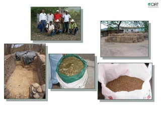 Update on dairy value chain development in Nicaragua and Honduras