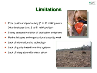 Update on dairy value chain development in Nicaragua and Honduras