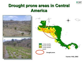 Update on dairy value chain development in Nicaragua and Honduras