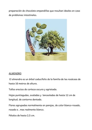 preparación de chocolate empandillas que resultan ideales en caso
de problemas intestinales.
ALMENDRO
El almendro es un árbol caducifolio de la familia de las rosáceas de
hasta 10 metros de altura.
Tallos erectos de corteza oscura y agrietada.
Hojas puntiagudas, ovaladas y lanceoladas de hasta 12 cm de
longitud, de contorno dentado.
Flores agrupadas normalmente en parejas, de color blanco-rosado,
rosado o , mas realmente blanco.
Pétalos de hasta 2,5 cm.
 
