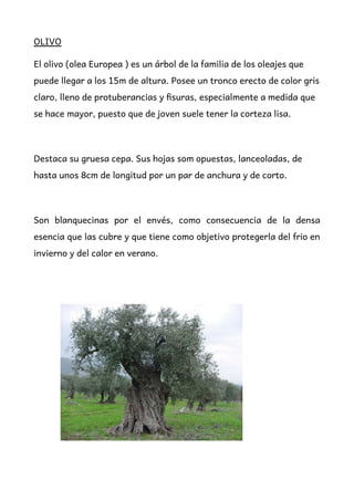 OLIVO
El olivo (olea Europea ) es un árbol de la familia de los oleajes que
puede llegar a los 15m de altura. Posee un tronco erecto de color gris
claro, lleno de protuberancias y fisuras, especialmente a medida que
se hace mayor, puesto que de joven suele tener la corteza lisa.
Destaca su gruesa cepa. Sus hojas som opuestas, lanceoladas, de
hasta unos 8cm de longitud por un par de anchura y de corto.
Son blanquecinas por el envés, como consecuencia de la densa
esencia que las cubre y que tiene como objetivo protegerla del frio en
invierno y del calor en verano.
 
