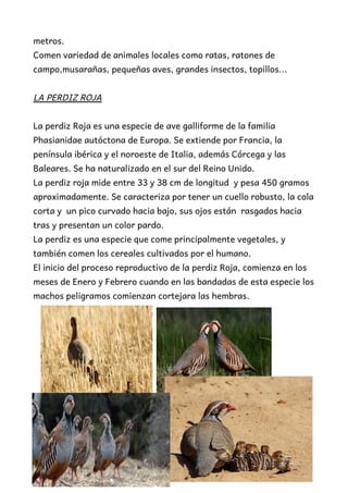 metros.
Comen variedad de animales locales como ratas, ratones de
campo,musarañas, pequeñas aves, grandes insectos, topillos...
LA PERDIZ ROJA
La perdiz Roja es una especie de ave galliforme de la familia
Phasianidae autóctona de Europa. Se extiende por Francia, la
península ibérica y el noroeste de Italia, además Córcega y las
Baleares. Se ha naturalizado en el sur del Reino Unido.
La perdiz roja mide entre 33 y 38 cm de longitud y pesa 450 gramos
aproximadamente. Se caracteriza por tener un cuello robusto, la cola
corta y un pico curvado hacia bajo, sus ojos están rasgados hacia
tras y presentan un color pardo.
La perdiz es una especie que come principalmente vegetales, y
también comen los cereales cultivados por el humano.
El inicio del proceso reproductivo de la perdiz Roja, comienza en los
meses de Enero y Febrero cuando en las bandadas de esta especie los
machos peligramos comienzan cortejara las hembras.
 