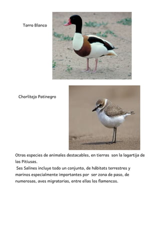Tarro Blanco
Chorlitejo Patinegro
Otras especies de animales destacables, en tierras son la lagartija de
las Pitiusas.
Ses Salines incluye todo un conjunto, de hábitats terrestres y
marinos especialmente importantes por ser zona de paso, de
numerosas, aves migratorias, entre ellas los flamencos.
 