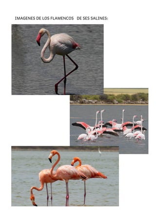 IMAGENES DE LOS FLAMENCOS DE SES SALINES:
 