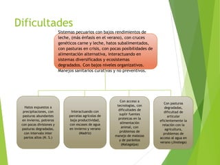 Análisis de cadenas de la leche en Nicaragua:Madriz, Nueva Segovia, Jinotega y Matagalpa