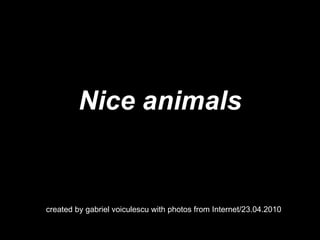 Nice animals created by gabriel voiculescu with photos from Internet/23.04.2010 