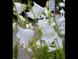 Nice Bell Flowers