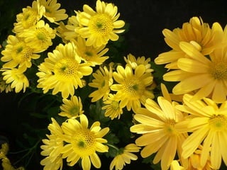 Nice Daisy Flowers For You