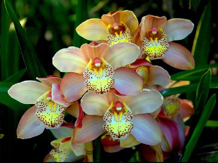 Nice Orchids For You..