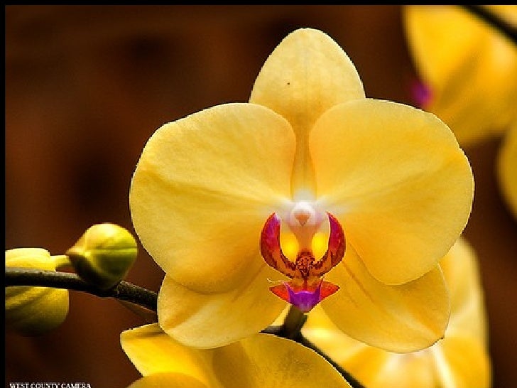 Nice Orchids For You..