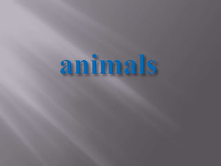animals
