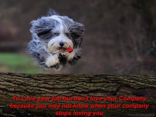 ToTo Love your job but don't love your CompanyLove your job but don't love your Company
because you may not know when your companybecause you may not know when your company
stops loving youstops loving you
 