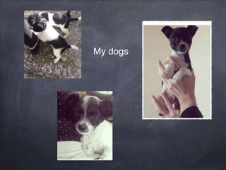 My dogs
 