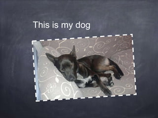 This is my dog
 