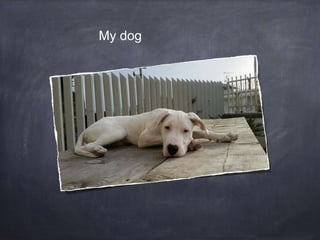 My dog
 