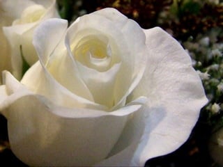 Nice White Flowers