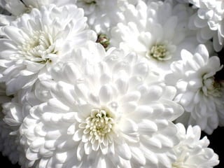 Nice White Flowers