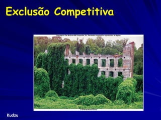 Exclusão Competitiva




Kudzu
 