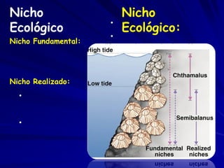 Nicho                    Nicho
Ecológico                Ecológico:
                     •
                     •
Nicho Fundamental:




Nicho Realizado:
  •


  •
 